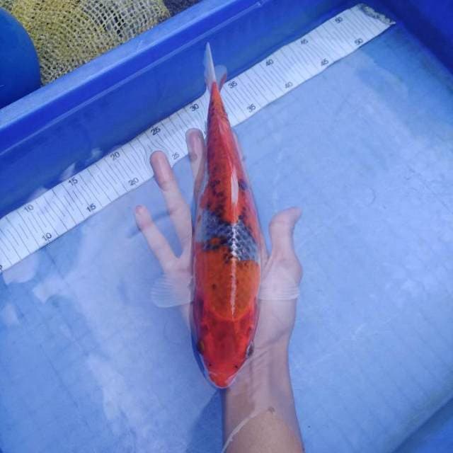 Merah jozz
