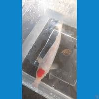 tancho full ginrin 17cm