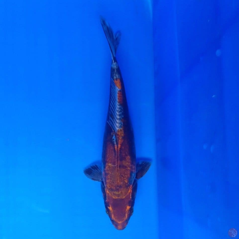 BENI KIKOKURYU 23CM