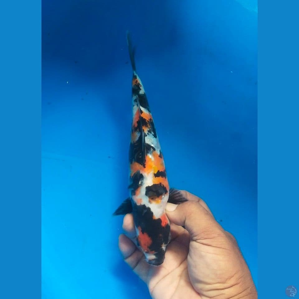 showa doitsu 23cm