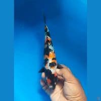 showa doitsu 23cm