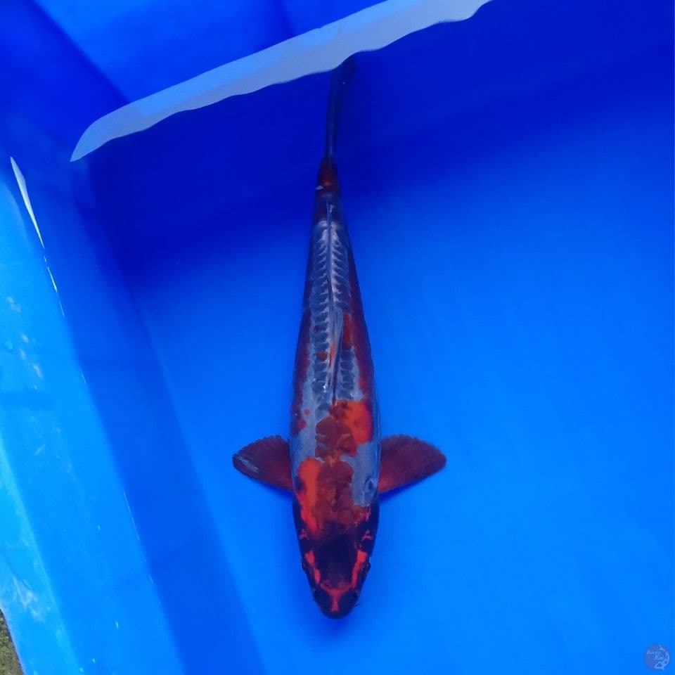 BENI KIKOKURYU 28CM