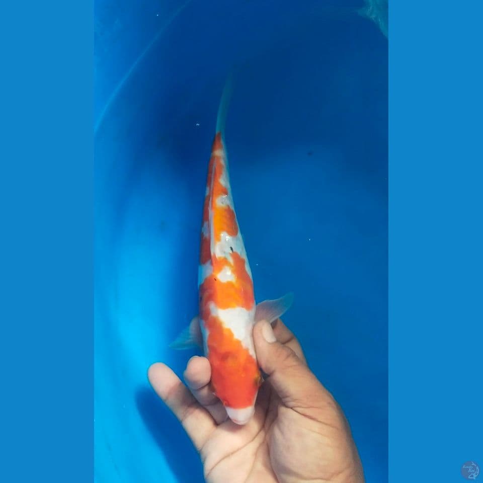inazuma 25cm