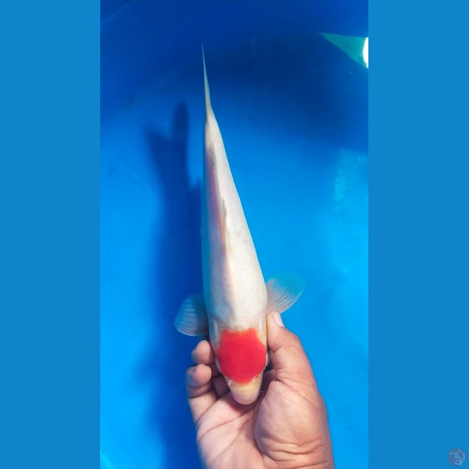 tancho 27cm