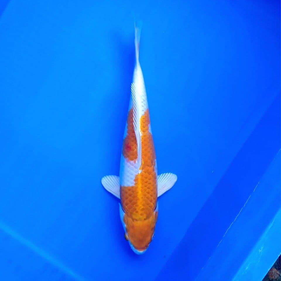 HARIWAKE 28CM
