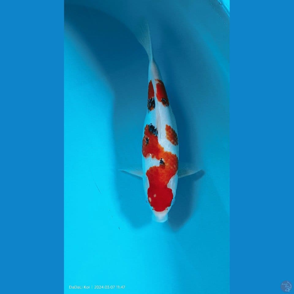 sanke fimale 40cm