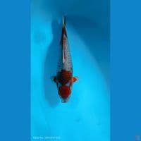 tc sabikoyo 40cm