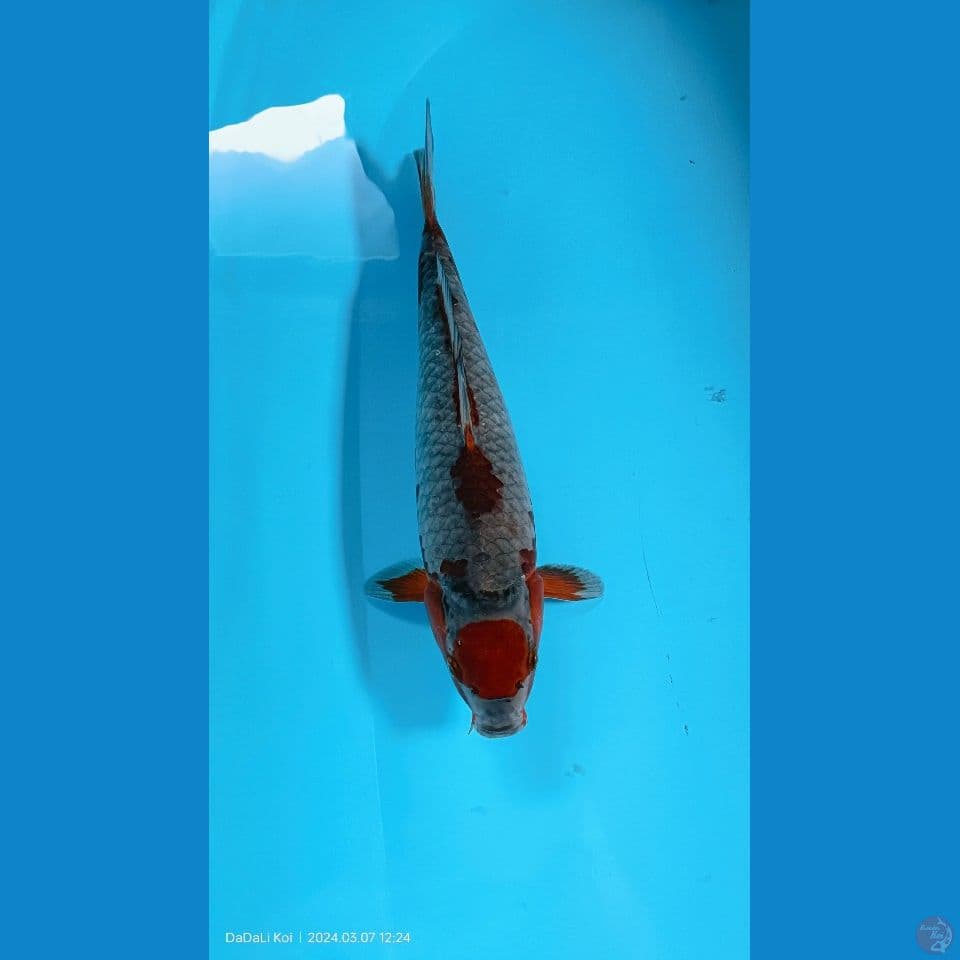 40cm sabikoyo