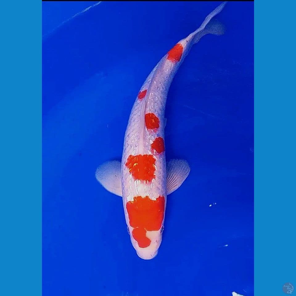 34cm red strong kohaku ginrin male