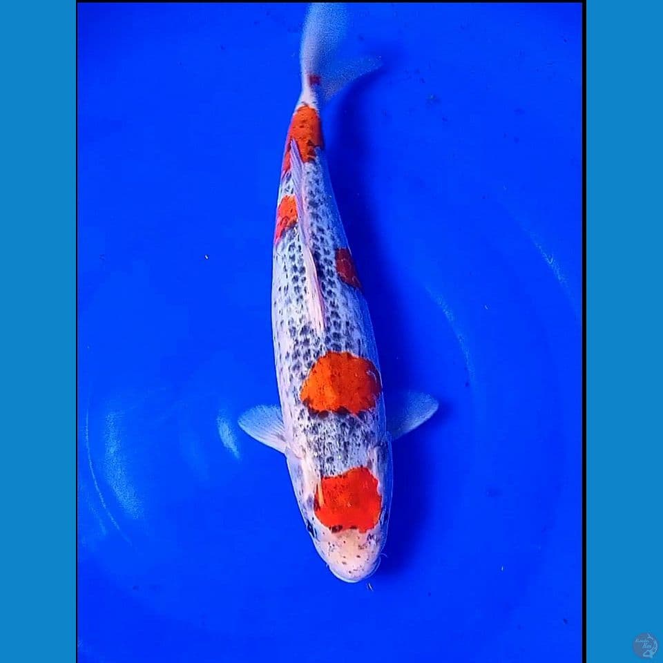 35cm origin  goshiki maruten