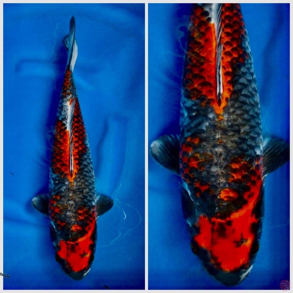 Red kuro goshiki F1 marusai 43cm 