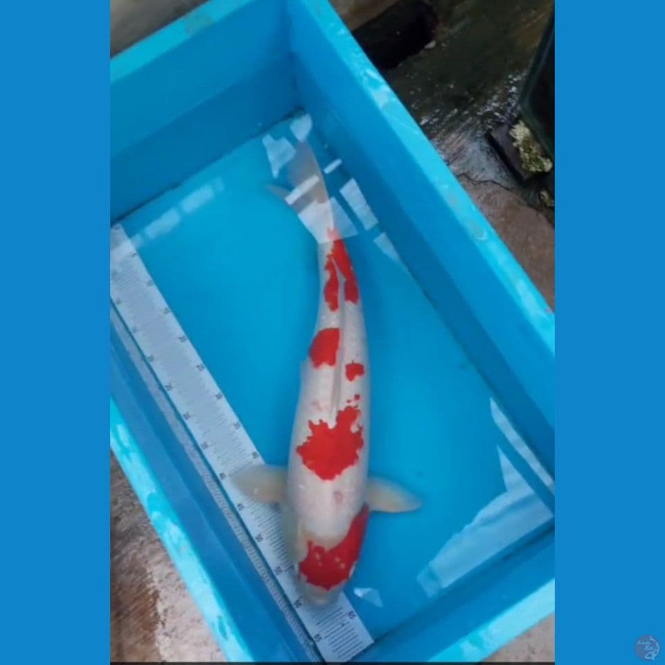 sk kohaku