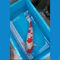 sk kohaku 