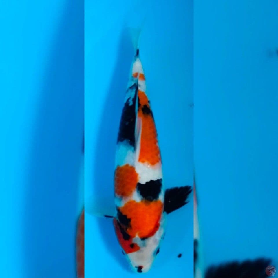 KINDAI SHOWA MALE 35 BU