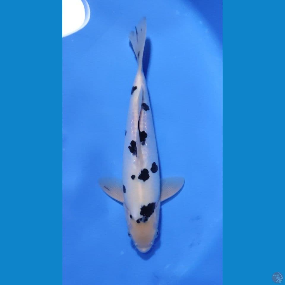 BEKKO HQ 30CM - MALE