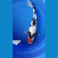 46 Cm Tc. Showa Good Quality
