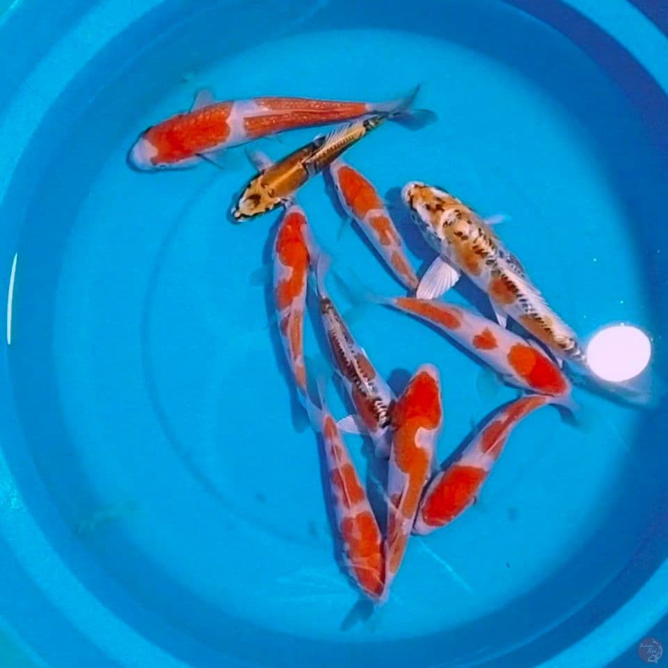ciamik 17_23cm