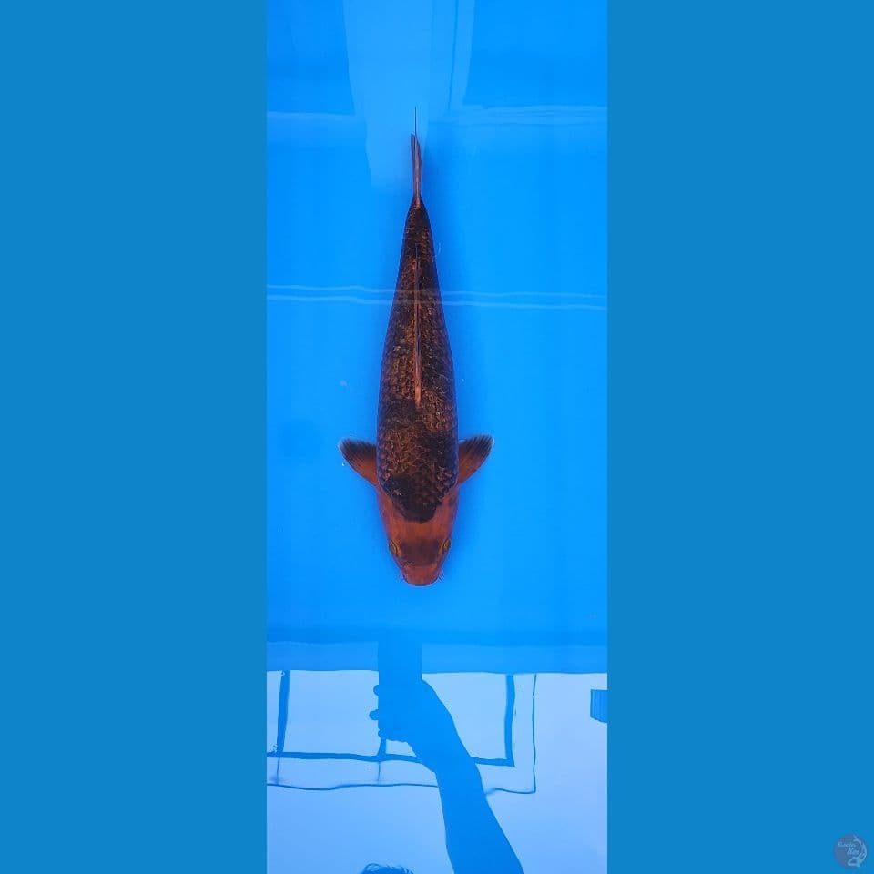 CARAMEL 43CM
