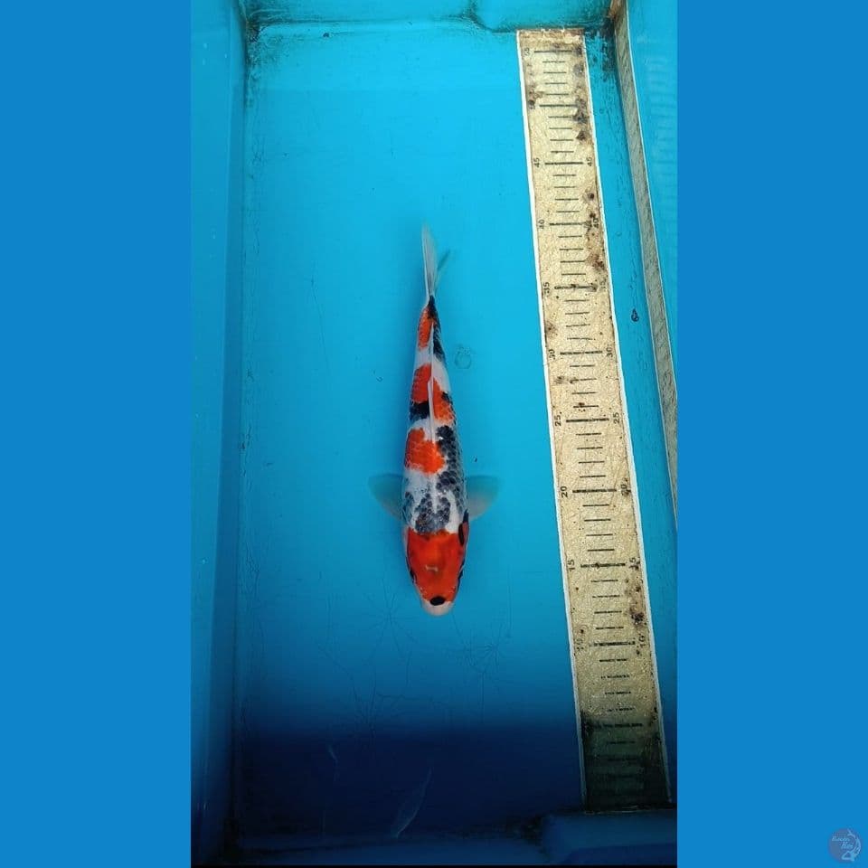 showa 26cm