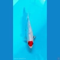 tc showa male 32cm