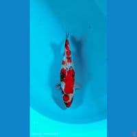 showa ginrin 32cm