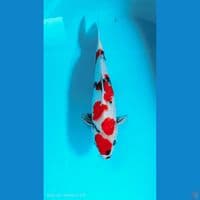 showa 42cm