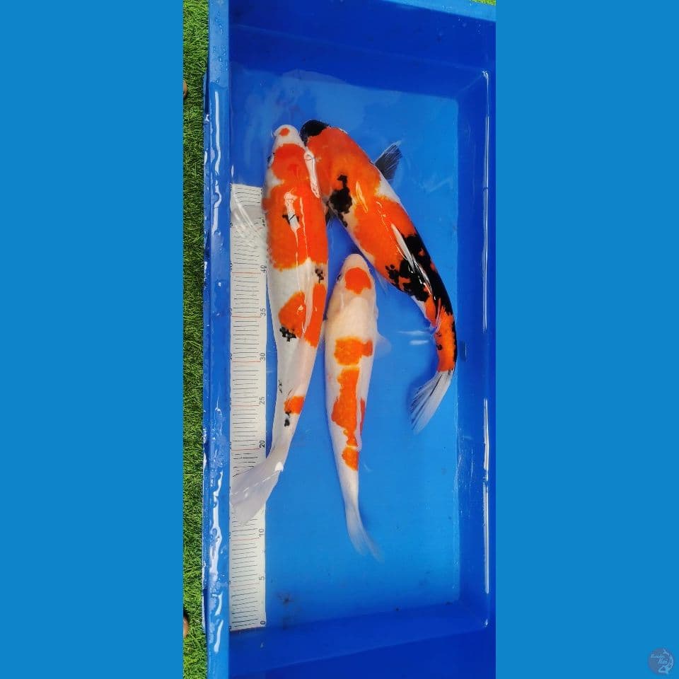 3 ekor showa kohaku 