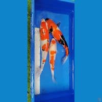 3 ekor showa kohaku 