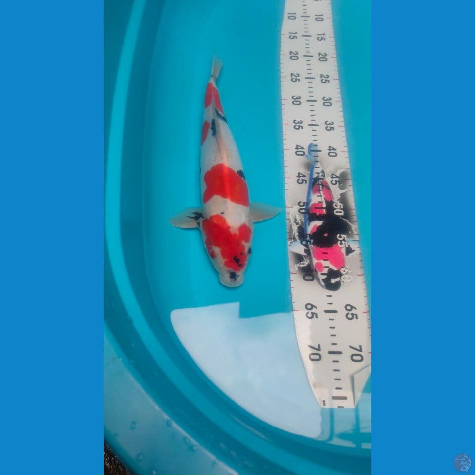 Showa Doitsu HQ 41cm™