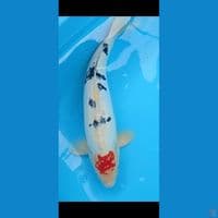 jumbo jantan 50 cm sanke doitsu