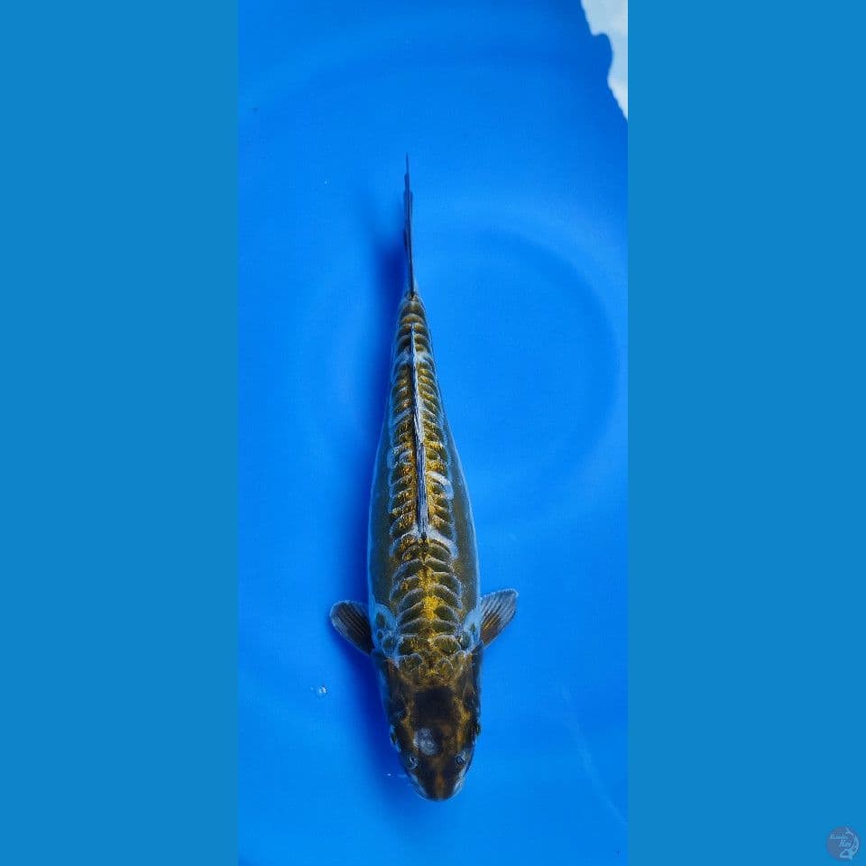 aragoke dragon antik ????