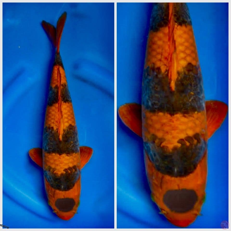 Cahsuri 40cm 