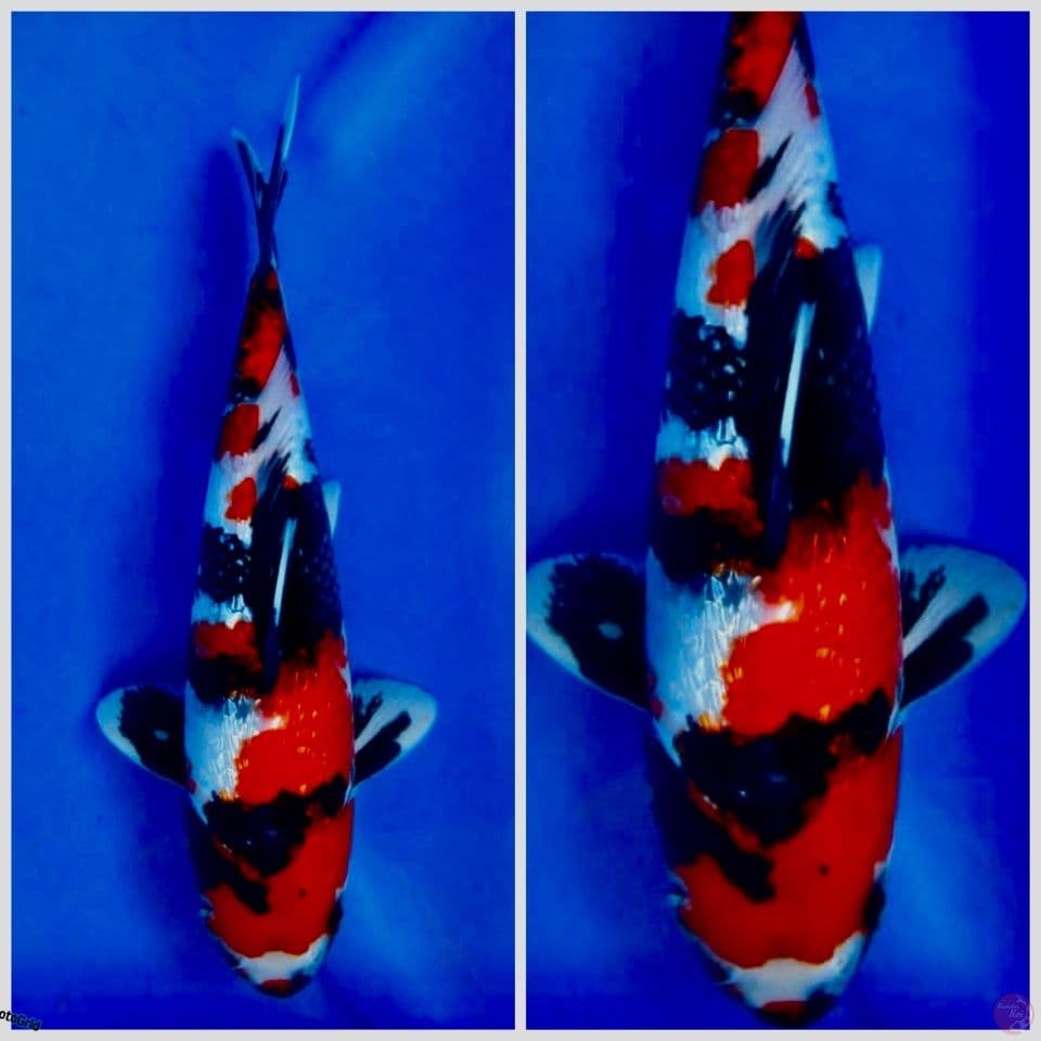 Showa full gingrin 30cm F1