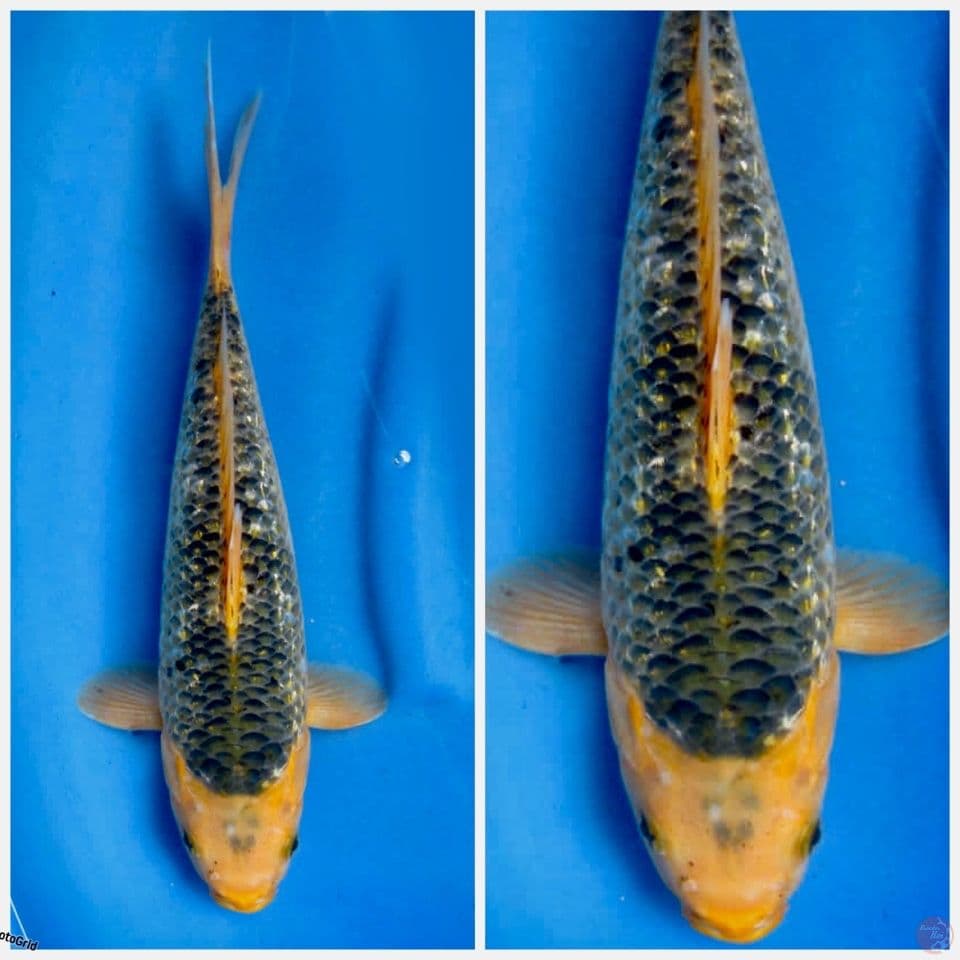 asagi full gingrin 34 cm