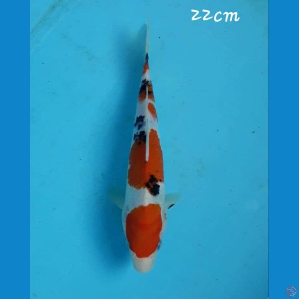 Sanke 22cm