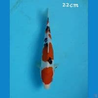 Sanke 22cm