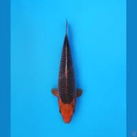 aka matsuba show quality 40 cm 
