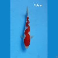 Kohaku Inazuma 23cm