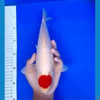 tancho kohaku SQ 30cm (male)