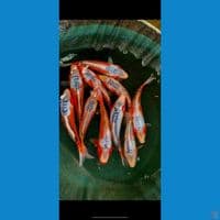 SHUSUI SQ&HQ 10EKOR 24-26CM