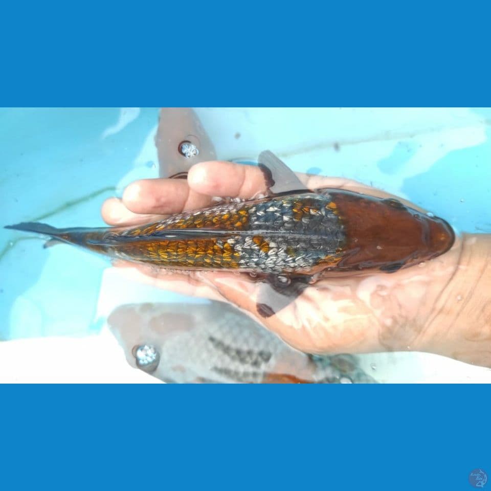 ochiba 25cm