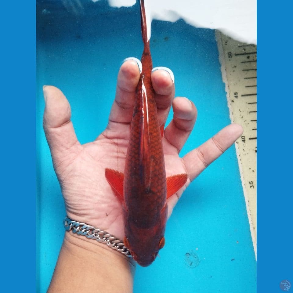 caramel 23cm calon munuk