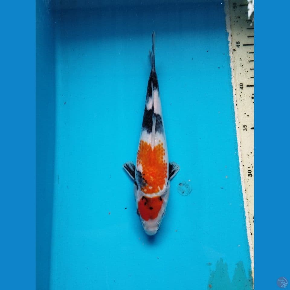 maruten showa 23cm