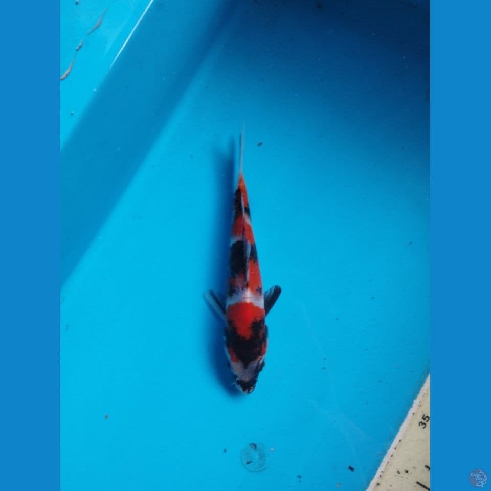 showa 15cm
