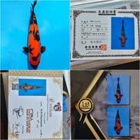 Hi utsuri show quality 60 cm 