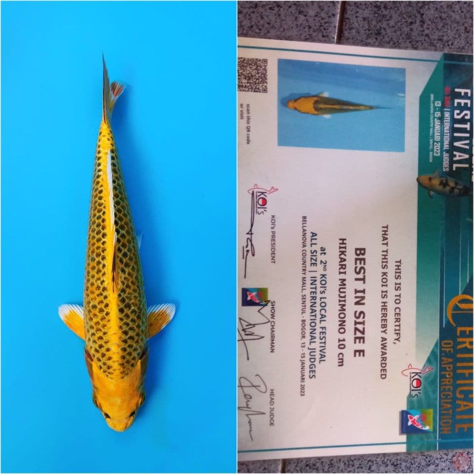 kin matsuba show quality 45 cm