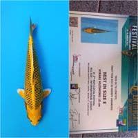 kin matsuba show quality 45 cm 