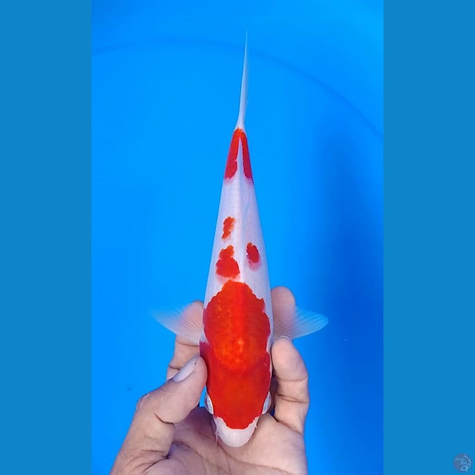 kohaku size : 21cm.m