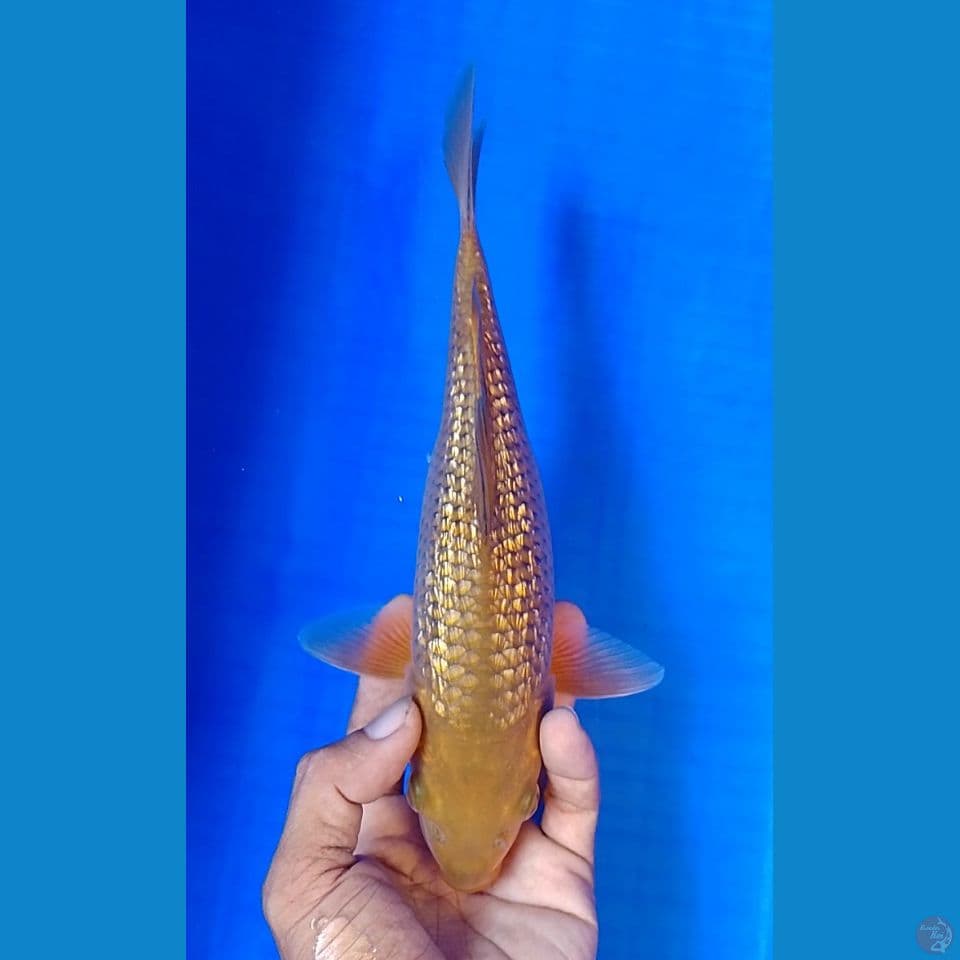 chagoi gindrin size : 25 cm.m