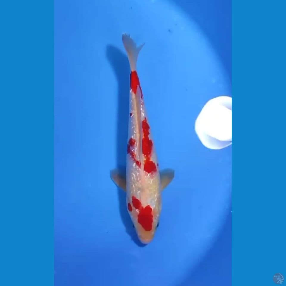 gindrin kohaku size : 28 cm m